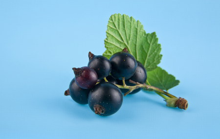 black currant on a blue background closeupの写真素材