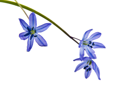 Scilla isolated on white background closeup