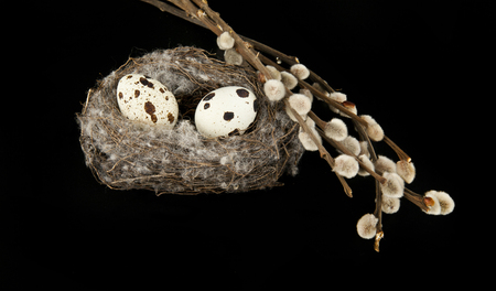 quail eggs in the nest on black background closeupの写真素材