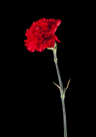 Red carnation flowers on a black background closeupの写真素材