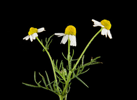 flower of camomile isolated on black background closeupの写真素材