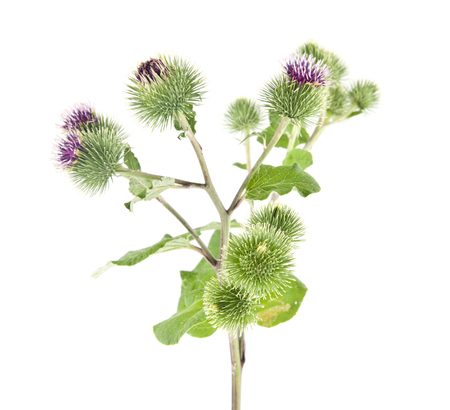 burdock flowers isolated on white backgroundの写真素材