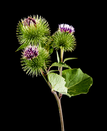 burdock flowers isolated on a black background. Medicinal plantsの写真素材