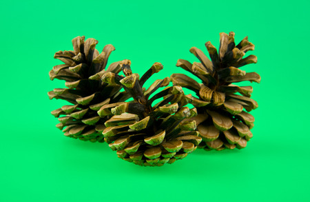 cones on a green backgroundの写真素材
