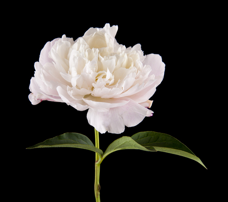 white peonies isolated on black backgroundの写真素材