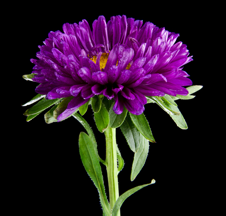 aster flowers isolated on black backgroundの写真素材