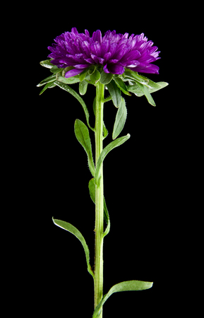 aster flowers isolated on black backgroundの写真素材