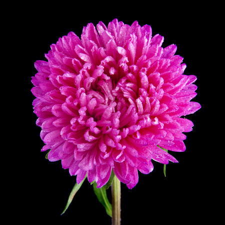 aster flowers isolated on black backgroundの写真素材