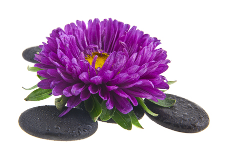 aster flowers on stones isolated on white backgroundの写真素材