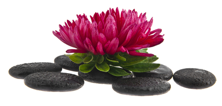 aster flowers on stones isolated on white backgroundの写真素材