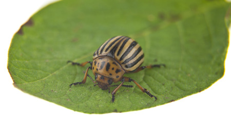 colorado potato beetle on green leaf isolated on white backgroundの写真素材