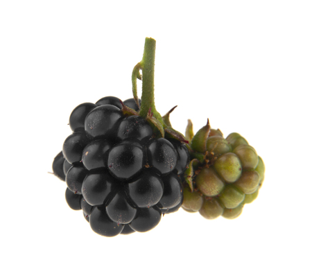 blackberries isolated on white backgroundの写真素材