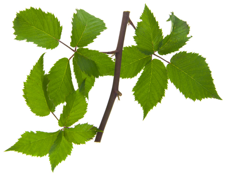 blackberry leaves isolated on white backgroundの写真素材