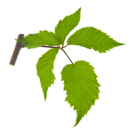 blackberry leaves isolated on white backgroundの写真素材