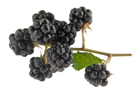 blackberries isolated on white backgroundの写真素材