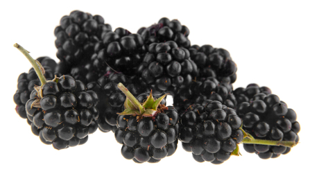 blackberries isolated on white backgroundの写真素材