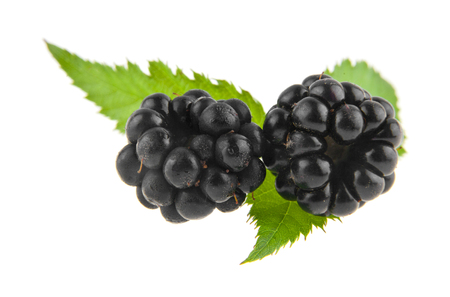 blackberries isolated on white backgroundの写真素材