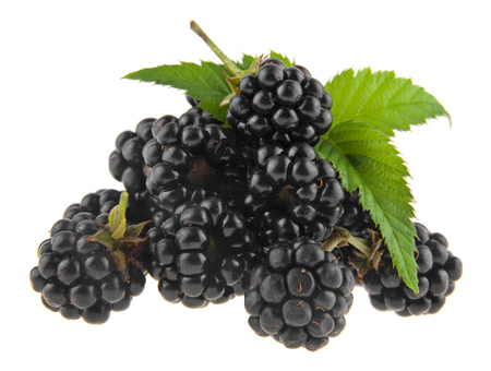 blackberries isolated on white backgroundの写真素材