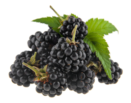 blackberries isolated on white backgroundの写真素材