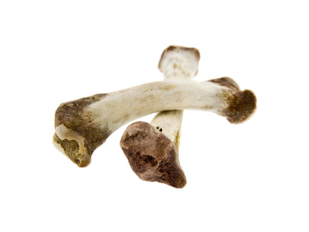 bones isolated on white backgroundの写真素材