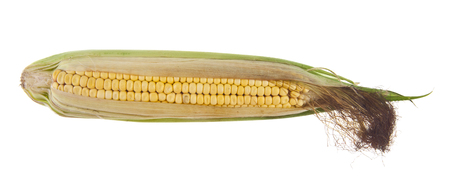 corn isolated on white backgroundの写真素材