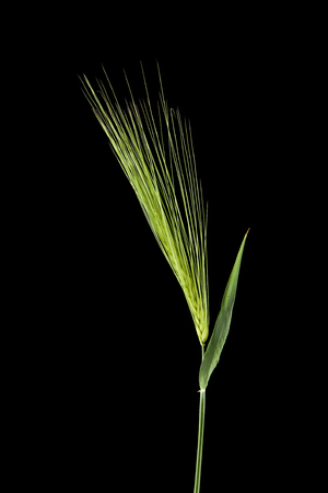 spikelets isolated on black backgroundの写真素材