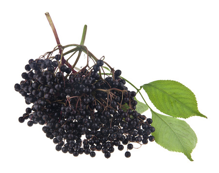 elderberry isolated on white backgroundの写真素材