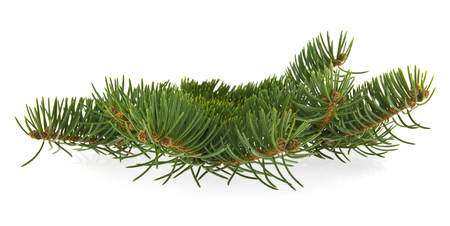 green tree branch isolated on white backgroundの写真素材