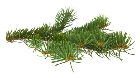 green tree branch isolated on white backgroundの写真素材