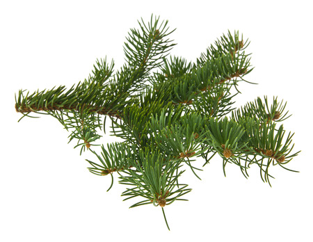 branch of Christmas tree isolated on white backgroundの写真素材