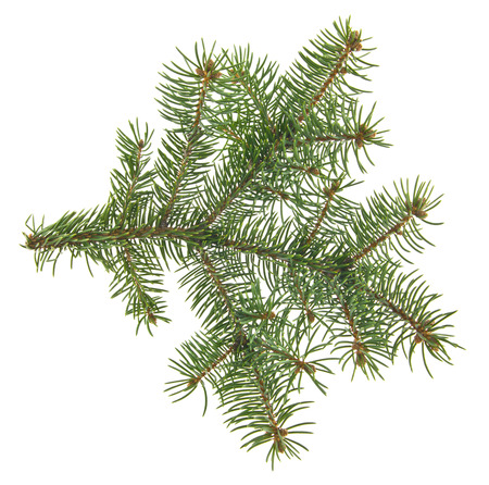 branch of Christmas tree isolated on white backgroundの写真素材