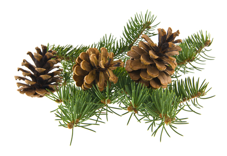 tree branch and cones isolated on white backgroundの写真素材