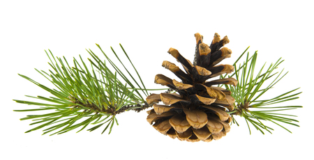 green branch of a tree with a cone isolated on white backgroundの写真素材