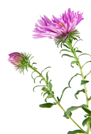alpine aster isolated on white backgroundの写真素材