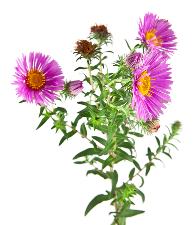 alpine aster isolated on white backgroundの写真素材