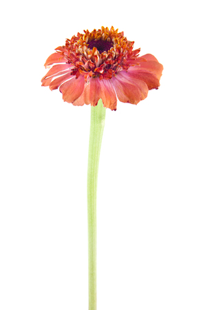 Zinnia elegans isolated on white backgroundの写真素材