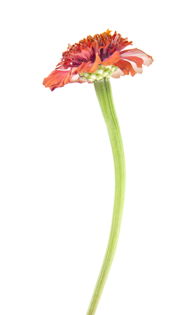 Zinnia elegans isolated on white backgroundの写真素材