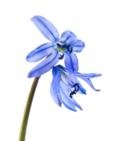 blue snowdrops isolated on white backgroundの写真素材