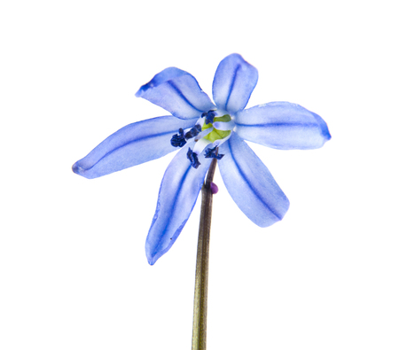 blue snowdrops isolated on white backgroundの写真素材