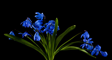 blue snowdrops isolated on black backgroundの写真素材