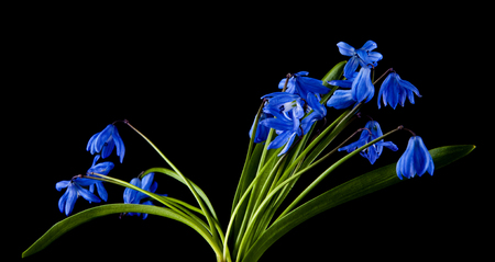 blue snowdrops isolated on black backgroundの写真素材