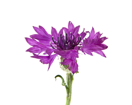 flowers of Centaurea isolated on white backgroundの写真素材