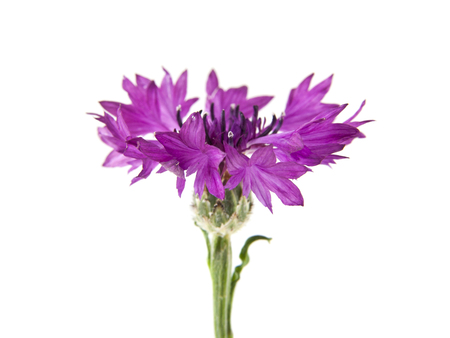 flowers of Centaurea isolated on white backgroundの写真素材