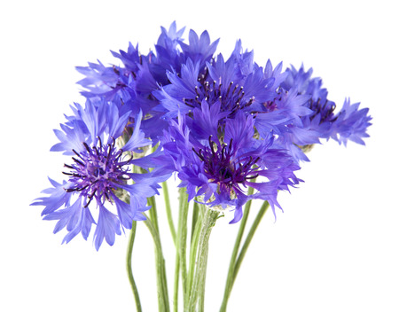 flowers of Centaurea isolated on white backgroundの写真素材