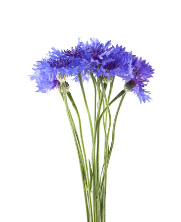 flowers of Centaurea isolated on white backgroundの写真素材