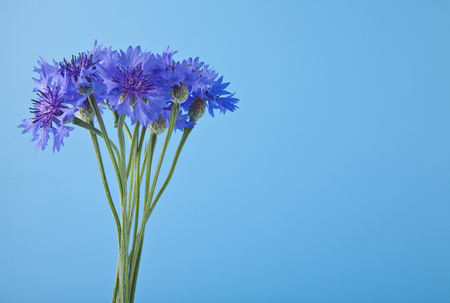 flowers of Centaurea on a blue backgroundの写真素材