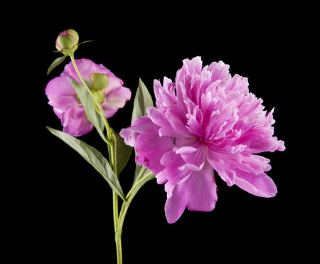 peonies flowers isolated on black backgroundの写真素材