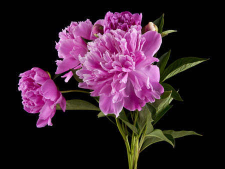 peonies flowers isolated on black backgroundの写真素材
