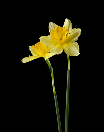 yellow daffodil flowers isolated on black backgroundの写真素材