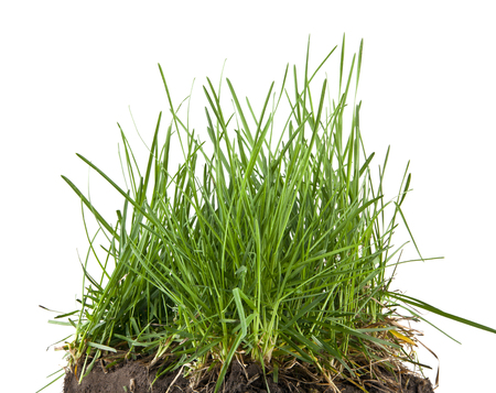 green grass turf isolated on white backgroundの写真素材